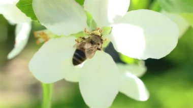 Çiçek açması elma ağacı. Makro beyaz çiçek rüzgar vurdu. Video bahar zaman doğa kadar kapatın