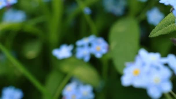 Forget-me-not closeup clip. Beautiful flowers. — Stock Video