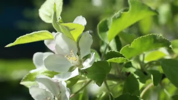 Uma macieira florescente. Macro tiro flor branca no vento — Vídeo de Stock