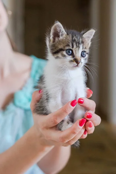 Крупним планом милий кошеня в жіночих руках . — стокове фото