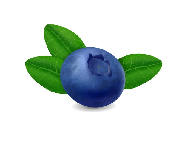 Blueberry na białym tle. Realistyczna ilustracja — Wektor stockowy