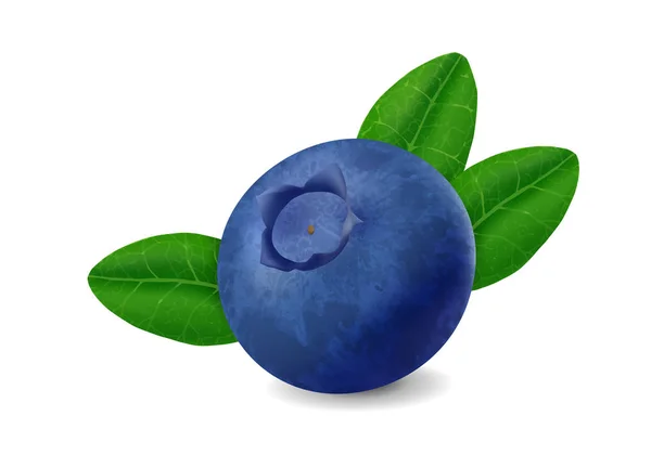 Beyaz arka planda izole Blueberry. Gerçekçi Illustration — Stok Vektör