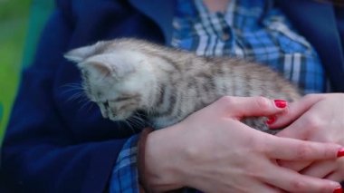 WOMANS ellerde bir sevimli pisi-kedi yakın