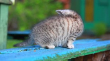 Küçük oynak gri Kitten oynamak ve yeşil çim üzerinde Run