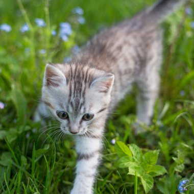 Küçük oynak gri Kitten oynamak ve yeşil çim üzerinde Run