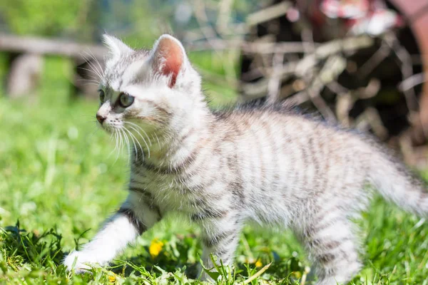 小さな遊び心のある灰色の子猫の遊びと緑の草の上で実行 — ストック写真