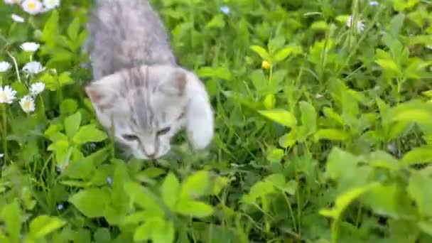 Kleine verspielte graue Kätzchen spielen und laufen auf einem grünen Gras — Stockvideo