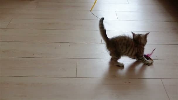 Μικρή γκρίζα γατούλα παίζουν με το παιχνίδι στο πάτωμα — Αρχείο Βίντεο