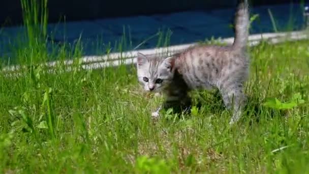 Little Playful Gray Kitten Play and Run on a Green Grass — Stock Video