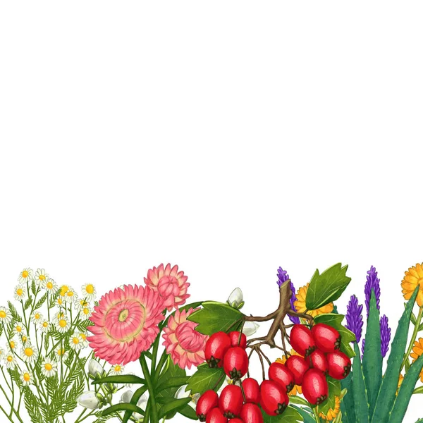 Handgezeichneter medizinischer Pflanzenrahmen. Heilkräuter grenzen ein. isoliert auf weißem Hintergrund — Stockfoto