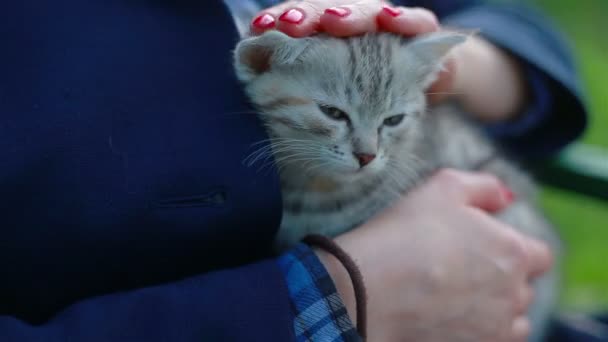 Cerca de un lindo gatito-gato en las manos de las mujeres — Vídeos de Stock