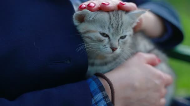 Крупним планом мила котяча кішка в руках жінок — стокове відео