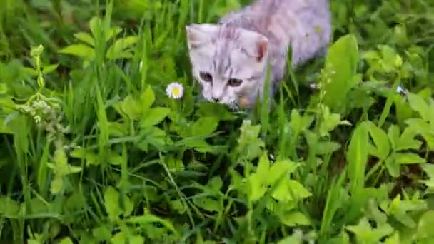 Pequeño gatito gris juguetón jugar y correr sobre una hierba verde — Vídeos de Stock