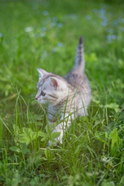 Little Playful Gray Kitten Play and Run on a Green Grass clipart