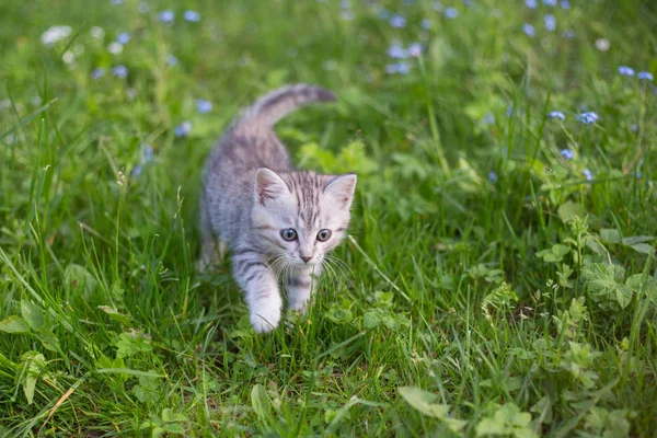 Lite lekfull grå kattunge spela och köra på ett grönt gräs — Stockfoto