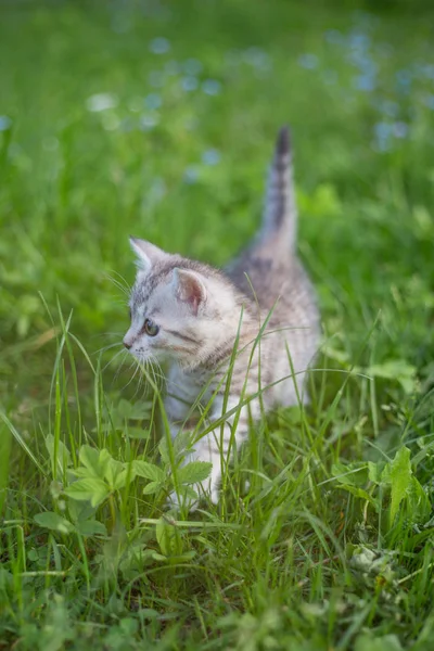 Маленький игривый серый котенок играет и бегает на зеленой дорожке — стоковое фото