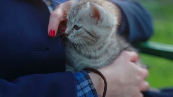 Close-up de um gatinho-gato bonito nas mãos das mulheres — Vídeo de Stock