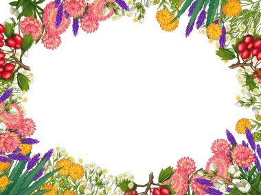 El yapımı tıbbi bitki çerçevesi. Şifalı bitkiler sınırında. beyaz arkaplanda izole