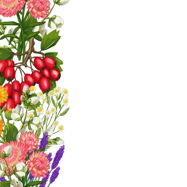 Ručně kreslený léčivý rostlinný rám. Léčení hranice bylin. izolované na bílém pozadí — Stock fotografie