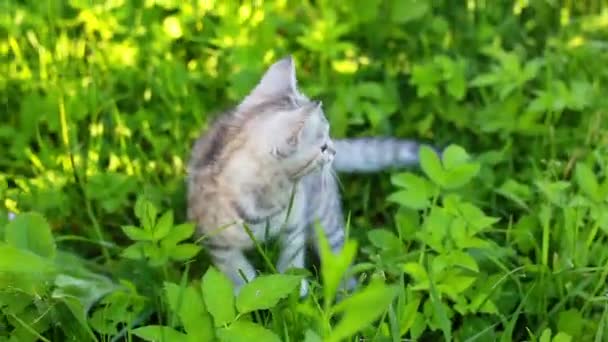 Malé hravé šedé kočičko hraní a běh na zelené trávě — Stock video