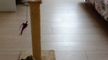 Küçük gri kedi yavrusu yerde oyuncak ile oynamak