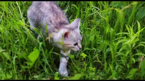小さな遊び心のある灰色の子猫の遊びと緑の草の上で実行 — ストック動画