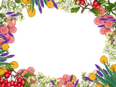 El yapımı tıbbi bitki çerçevesi. Şifalı bitkiler sınırında. beyaz arkaplanda izole