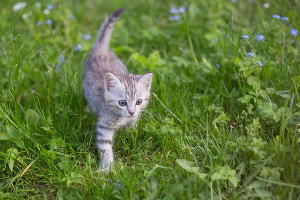 Lite lekfull grå kattunge spela och köra på ett grönt gräs — Stockfoto