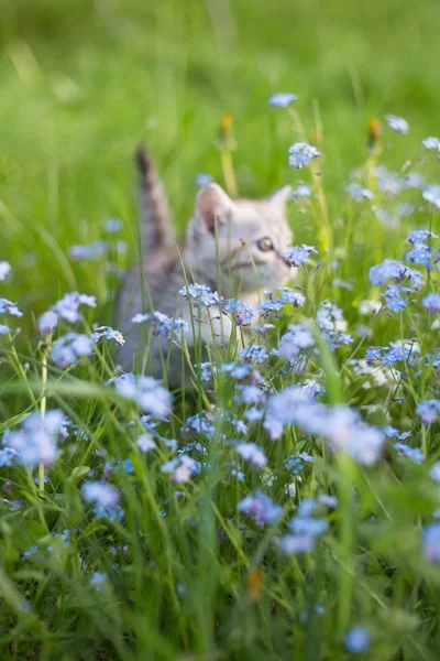 Piccolo giocoso grigio gattino giocare e correre su un erba verde — Foto Stock