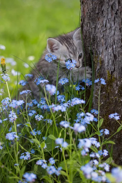 Little Playful Gray Kitten Play and Run on a Green Grass — Stock Photo, Image