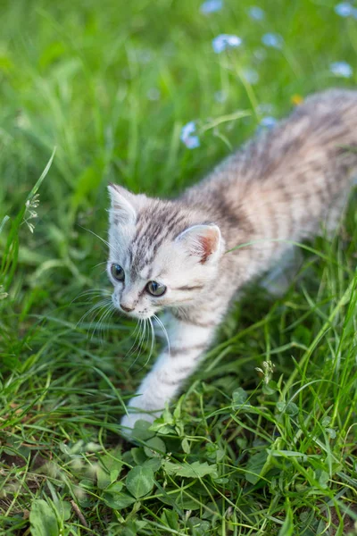 Pequeno Gatinho Cinza Brincalhão Jogue e Corra em uma Grama Verde — Fotografia de Stock