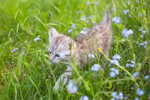 Маленький игривый серый котенок играет и бегает на зеленой дорожке — стоковое фото