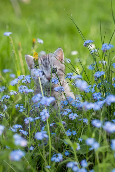Kleine verspielte graue Kätzchen spielen und laufen auf einem grünen Gras — Stockfoto