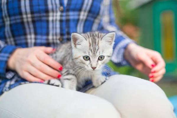 Крупним планом мила котяча кішка в руках жінок — стокове фото