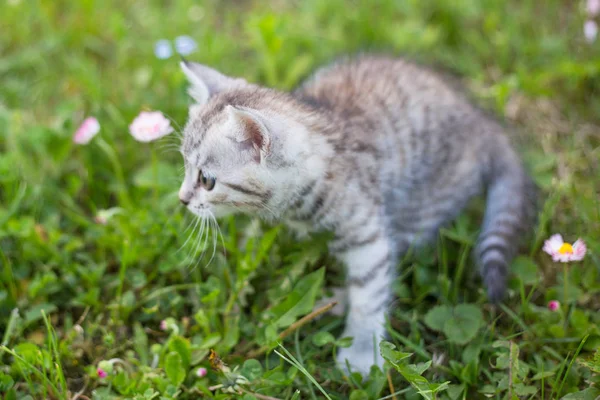 Weinig speelse grijze kitten spelen en draaien op een groen gras — Stockfoto