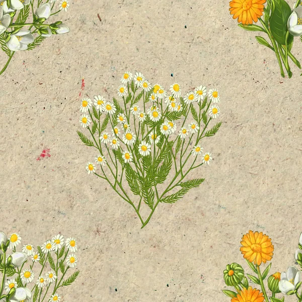 手描きの薬用植物シームレスパターン。クラフト紙に描く癒しのハーブ. — ストック写真