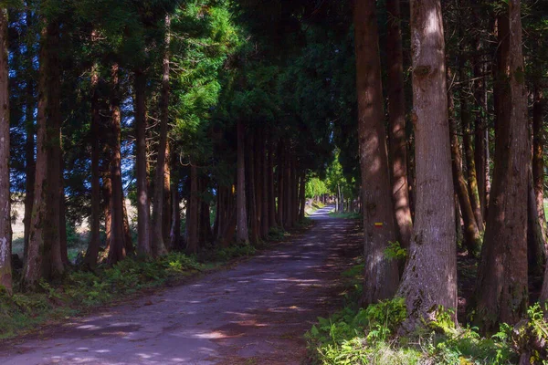 Droga w lesie na wyspie Terceira w portugalskim archipelagu Azorów. — Zdjęcie stockowe