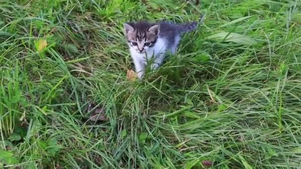 정원에서 노는 귀여운 새끼 고양이 — 비디오