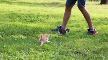 Bahçede oynayan sevimli kedi yavrusu.