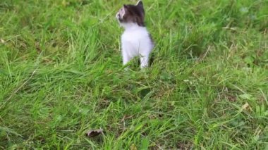 Bahçede oynayan sevimli kedi yavrusu.