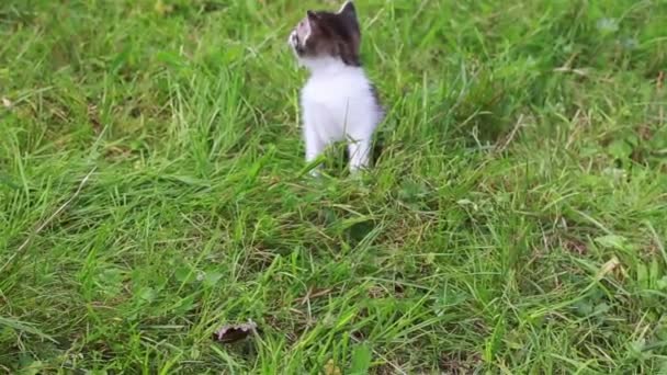 Милий кошеня грає в саду — стокове відео