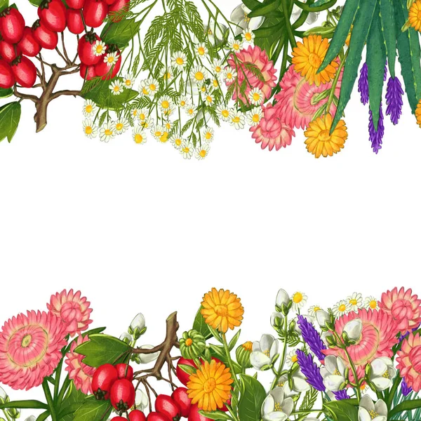 Ručně kreslený léčivý rostlinný rám. Léčení hranice bylin. izolované na bílém pozadí — Stock fotografie