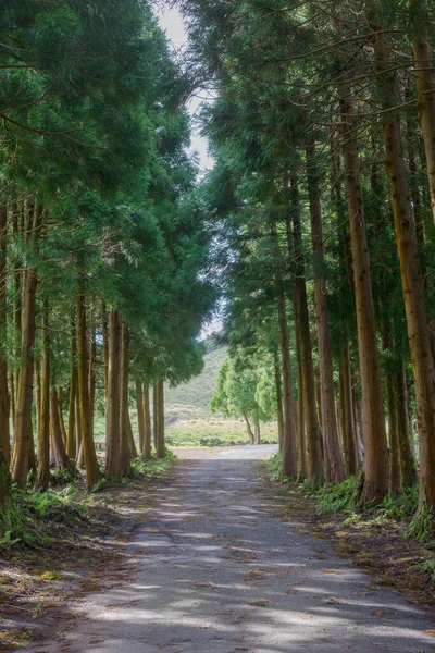 Portekiz 'in Azores Takımadası' ndaki Terceira adasındaki ormandaki yol.. — Stok fotoğraf