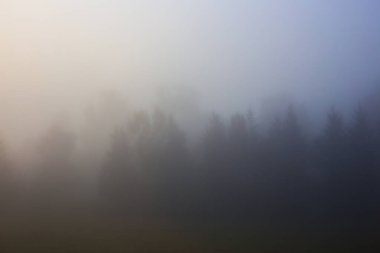 Sonbahar havası. Ormanda yoğun sis var.