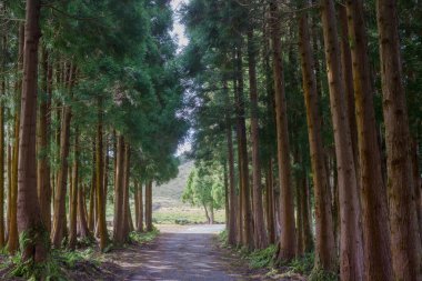 Portekiz 'in Azores Takımadası' ndaki Terceira adasındaki ormandaki yol..