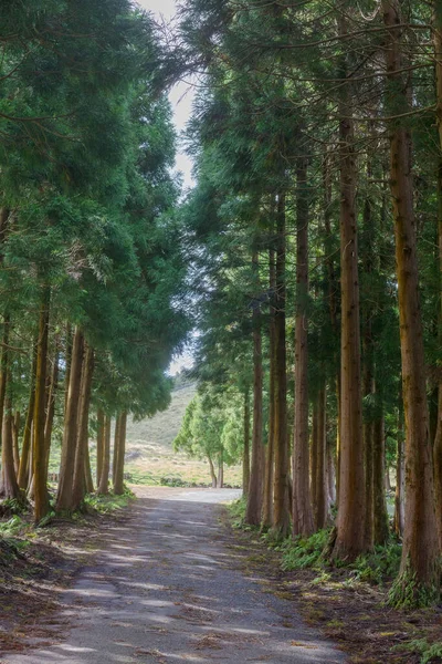 Droga w lesie na wyspie Terceira w portugalskim archipelagu Azorów. — Zdjęcie stockowe