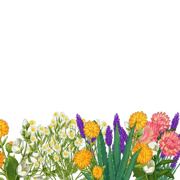 Cornice vegetale medicinale disegnata a mano. Guarire erbe confine. isolato su sfondo bianco — Foto Stock