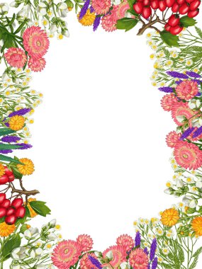 El yapımı tıbbi bitki çerçevesi. Şifalı bitkiler sınırında. beyaz arkaplanda izole