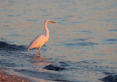 Büyük ak balıkçıl (Ardea alba) avcı Batı Cape Everglades Ulusal Park, Florida kıyısında