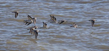 Sadece Batı Cape Everglades Ulusal Park, Florida kıyısında uçan Sanderlings (Calidris alba) bir sürü
